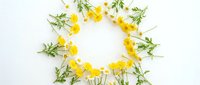 Fresh yellow wildflowers arranged in circular wreath pattern on white background. Natural spring botanical composition for greeting cards and decorative designs.
