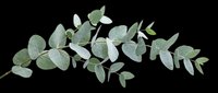 Eucalyptus branch with green leaves isolated on transparent background, ready for stickers, t-shirt design, sublimation, and print on demand use.