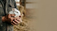 Farmer holding white rabbit in hands on farm, agricultural livestock care and animal husbandry concept.