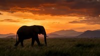 African elephant silhouette walking across savanna grassland during golden hour sunset with dramatic orange sky and mountain ranges in background.