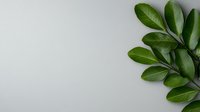 Fresh green leaves branch in corner on light gray background with copy space for text. Minimalist botanical composition.