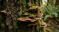 Bracket fungi growing on moss-covered tree trunk in lush forest ecosystem with natural woodland background and organic textures for environmental themes.