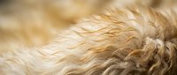 Close-up of soft, fluffy animal fur with warm golden and cream tones, showcasing fine texture and natural hair patterns for wildlife and nature content.