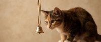 Curious tabby kitten gazing at a hanging golden bell on a ribbon against a warm beige background, capturing playful feline curiosity.