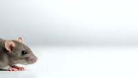 Small gray and white domestic rat with pink ears and paws sitting on clean white surface against neutral background for pet care and animal themes.