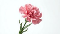 Pink carnation flower with green stem isolated on white background, perfect for floral design, greeting cards, and Mother's Day projects.