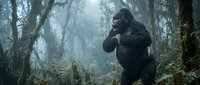 Large male gorilla with dark fur standing in misty forest environment surrounded by moss-covered trees and dense vegetation. Wildlife and nature stock content.