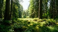 Dense forest clearing with towering evergreen trees, lush green undergrowth, and dappled sunlight filtering through the canopy, suitable for nature, environmental, and landscape design projects.