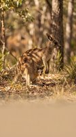 Kangaroo mother with joey in pouch standing in natural Australian bush habitat with warm golden sunlight filtering through eucalyptus trees in background.