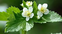 Delicate white wild strawberry blossoms with yellow stamens on green serrated leaves against blurred natural background, macro nature photography.
