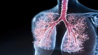 Glowing pink bronchial tree and lungs visualization on dark background shows detailed respiratory system anatomy with intricate branching patterns for medical education.