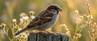 Small brown sparrow perched on wooden post surrounded by wildflowers and dried grasses in natural meadow setting. Wildlife and nature photography.