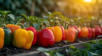 Fresh colorful bell peppers growing in garden row, red yellow and green sweet peppers with water drops in morning sunlight, organic farming produce.