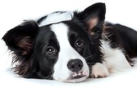 Border Collie puppy with black and white fur lying down on white background, looking at camera with expressive eyes and alert expression. Suitable for pet care marketing.