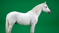 White horse standing in profile against green background, isolated equine animal for design projects, advertising and creative compositions.