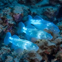 Translucent blue fish swimming in formation near coral reef, glowing ethereal appearance underwater creates mystical marine atmosphere for nature and wildlife projects.