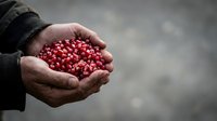 Male hand holding fresh red currants, close-up shot with blurred background. Suitable for food, agriculture, harvest, and healthy eating content.