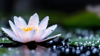 Delicate pink water lily with morning dew drops reflecting on dark water surface creates serene atmosphere for wellness and spa designs.