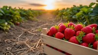 Fresh ripe strawberries in wooden crate at organic farm field during golden hour sunset. Agricultural harvest concept for healthy eating and farming.