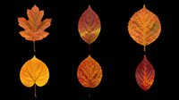 Autumn leaves collection isolated on transparent background, ready for t-shirt design, clipart, stickers, sublimation and print-on-demand projects.