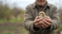 Senior farmer gently holding newborn chick in cupped hands outdoors, representing agricultural care, poultry farming, and sustainable livestock practices.