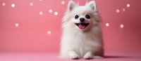 Adorable white fluffy Pomeranian puppy with happy expression sitting on pink background with polka dots for pet care and animal lover designs.