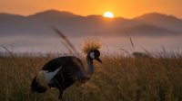 Grey crowned crane standing in tall grass during golden hour sunset with mountain silhouettes and warm orange sky creating peaceful wildlife scene.