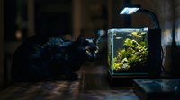 Black cat observing illuminated aquarium with aquatic plants and decorations in dark room, suitable for pet, animal behavior, and home aquarium content.