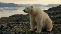 Majestic polar bear sitting on rocky Arctic coastline during golden hour with mountains and calm waters in background creating serene wilderness scene.
