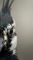 Close-up portrait of Anna's hummingbird head showing iridescent green feathers, black eye, and distinctive crest against neutral background.