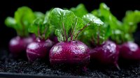 Fresh purple beetroots with green leaves on dark soil background, water drops on vegetables surface. Natural organic produce for healthy eating.