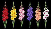 Six colorful gladiolus flowers in red, yellow, pink, purple, peach, and white, isolated on transparent background, ready for stickers, t-shirt design, and print on demand.
