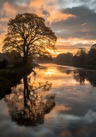 Majestic oak tree silhouetted against dramatic orange sunset sky, reflecting perfectly in calm river waters with moody clouds and peaceful autumn atmosphere.