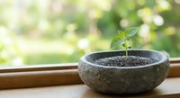 Young green plant seedling growing in stone bowl on wooden windowsill with natural sunlight and blurred garden background for growth and nature concepts.