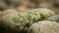 Moss-covered stones in natural outdoor setting with soft focus background creating peaceful zen-like atmosphere for meditation and relaxation concepts.