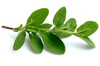 Fresh green marjoram branch with oval leaves isolated on white background, aromatic culinary herb for cooking and seasoning food.