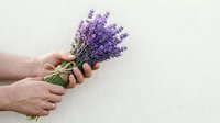 Hands holding dried lavender bunch tied with twine against white background, suitable for greeting cards, wellness and spa design projects.