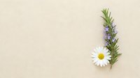 Rosemary sprig with chamomile and lavender flowers on beige textured background, flat lay with copy space for natural wellness design.