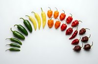 Colorful chili peppers arranged in gradient from green to red on white background. Fresh hot peppers variety for cooking and spice collection display.