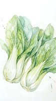 Fresh bok choy watercolor painting with green leaves and white stems on transparent background for culinary and botanical design projects.