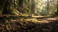 Young seedling sprouting from forest soil with sunlight filtering through trees, symbolizing growth, renewal, and environmental conservation for nature and sustainability projects.
