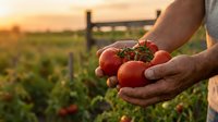 Farmer hands holding fresh ripe red tomatoes at sunset in organic vegetable garden field during harvest season for healthy food production.