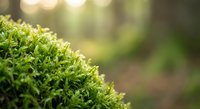 Fresh green moss growing in natural forest environment with soft sunlight filtering through trees creating peaceful outdoor atmosphere.