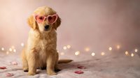 Adorable golden retriever puppy wearing heart-shaped sunglasses sits among scattered rose petals with warm bokeh lights creating romantic atmosphere.