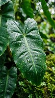Lush green tropical leaf covered in water droplets after rain, displaying vibrant foliage and natural moisture for botanical and nature-themed designs.