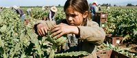 Young female farm worker harvesting fresh vegetables in agricultural field during sunny day. Sustainable farming and organic food production concept.