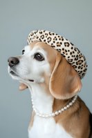Elegant beagle dog wearing leopard print beret and pearl necklace posing in studio portrait against neutral background for fashion pet photography.