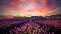 Lavender field at sunset with dramatic orange and pink sky over mountain landscape. Rows of purple flowers create leading lines toward distant peaks in golden hour light.