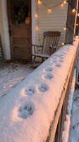 Paw prints trail across snowy railing of rustic cabin porch decorated with warm string lights and wooden rocking chair, capturing cozy winter holiday atmosphere and outdoor seasonal charm.