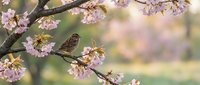 Small sparrow perched on blooming cherry blossom branch with pink flowers in soft spring garden setting with warm natural bokeh background.